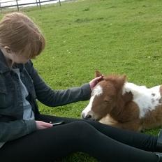 Shetlænder Tot (Følse)
