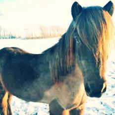 Islænder LITFARI BLÅBJERG