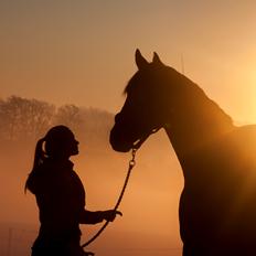 Dansk Varmblod Bakkegaarden's Chester