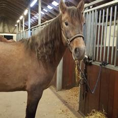 Pura Raza Española Primero 