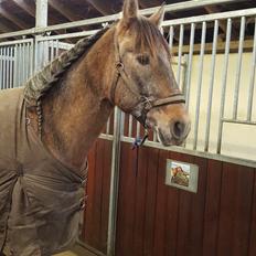 Pura Raza Española Primero 