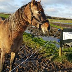 Pura Raza Española Primero 