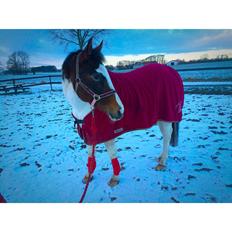 Pinto Rosenlyst's Queen Of Hearts