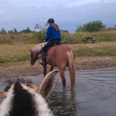 Frederiksborg Skovvanggårdens Bunnie