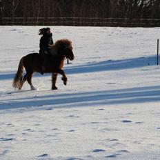 Islænder Dreki fra Hoelgaard