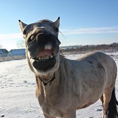 Anden særlig race | Sofus