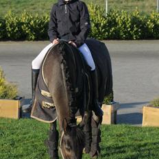 New Forest Birkilds Tara