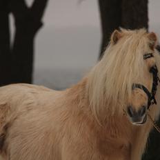 Shetlænder Aastrupgaars Pollux