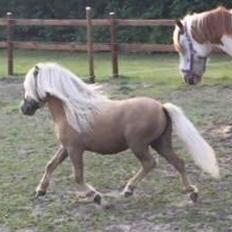 Shetlænder Aastrupgaars Pollux