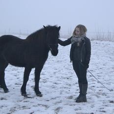 Islænder Aska fra Kringlan 
