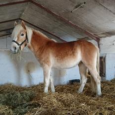 Haflinger Hellia