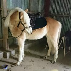 Haflinger Hellia