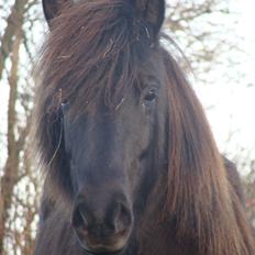 Islænder Fina fra Døesbæk