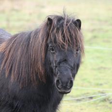Shetlænder Star