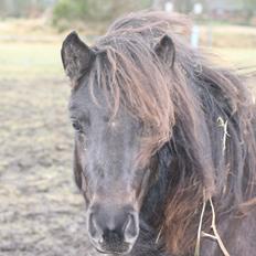 Shetlænder Sønderskovs fresia (tidl. hest)