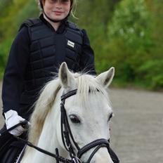 Welsh Mountain (sec A) Gammelgangs garp SOLGT