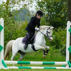 Welsh Mountain (sec A) Gammelgangs garp SOLGT