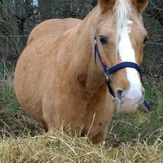 Palomino Ia Starlight Mist (Sarahbia) AFDØD