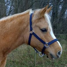 Palomino Ia Starlight Mist (Sarahbia) AFDØD