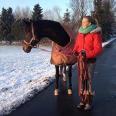 Dansk Varmblod Dyvellyst Suwenee