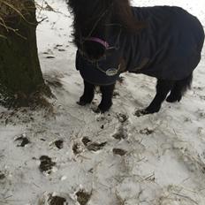 Shetlænder Musse ( SOLGT )