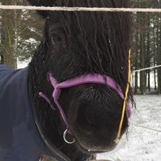 Shetlænder Musse ( SOLGT )