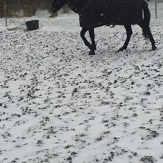 Traver I Wish Icould Fly ( evige græsmarker )