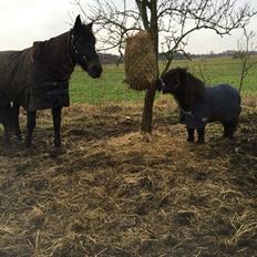 Traver I Wish Icould Fly ( evige græsmarker )