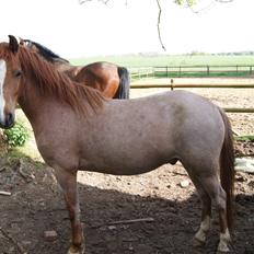 Anden særlig race Shaka