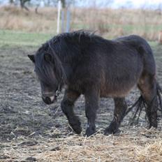 Shetlænder Sønderskovs fucia (Solgt)