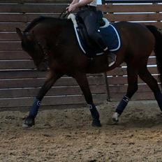 DSP Shamrocks Massa E. Cozzile 