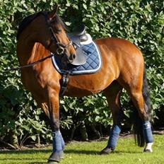 DSP Shamrocks Massa E. Cozzile 