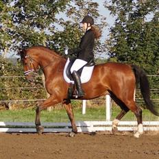 Dansk Varmblod Westergaardens Lucky Star