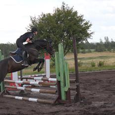 Tysk Varmblod Converta