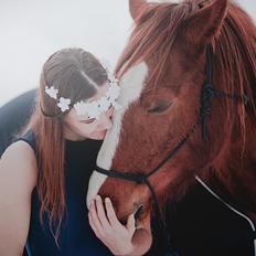 Welsh Cob (sec D) H-S Charles