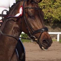 Dansk Varmblod Fiona Olympic