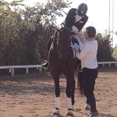 Dansk Varmblod Fiona Olympic