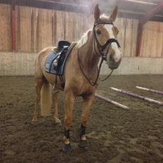 Tysk Varmblod Duelunds Majestic