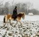 Haflinger Altros van de "kruusdellen"