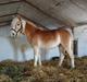 Haflinger Hellia