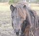 Shetlænder Sønderskovs fresia (tidl. hest)