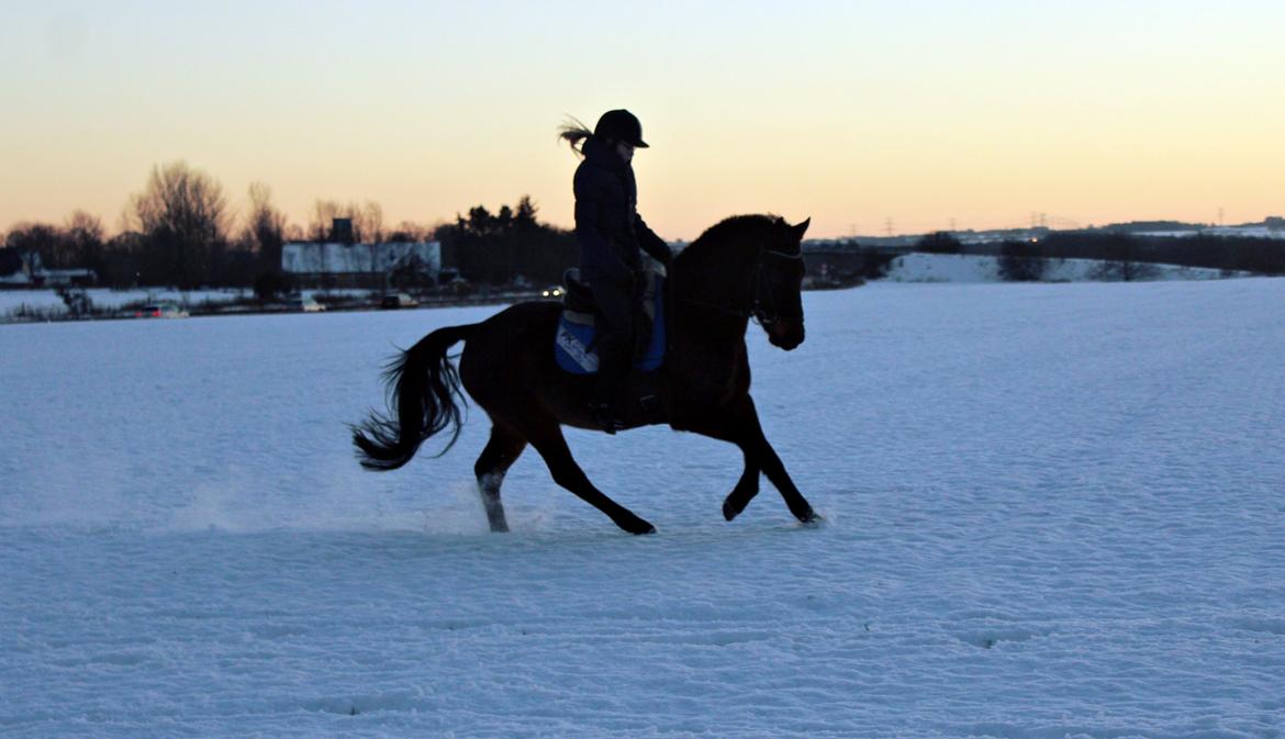 New Forest Skovens Micon  - Januar 2016 | Lækker dressurtræning ♥. billede 8