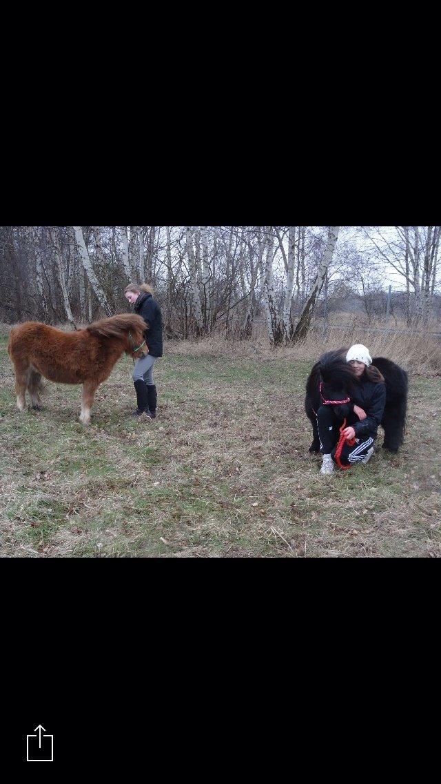 Shetlænder Robin billede 3