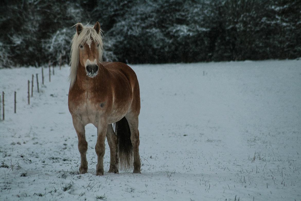 Tyroler Haflinger Waikato billede 19