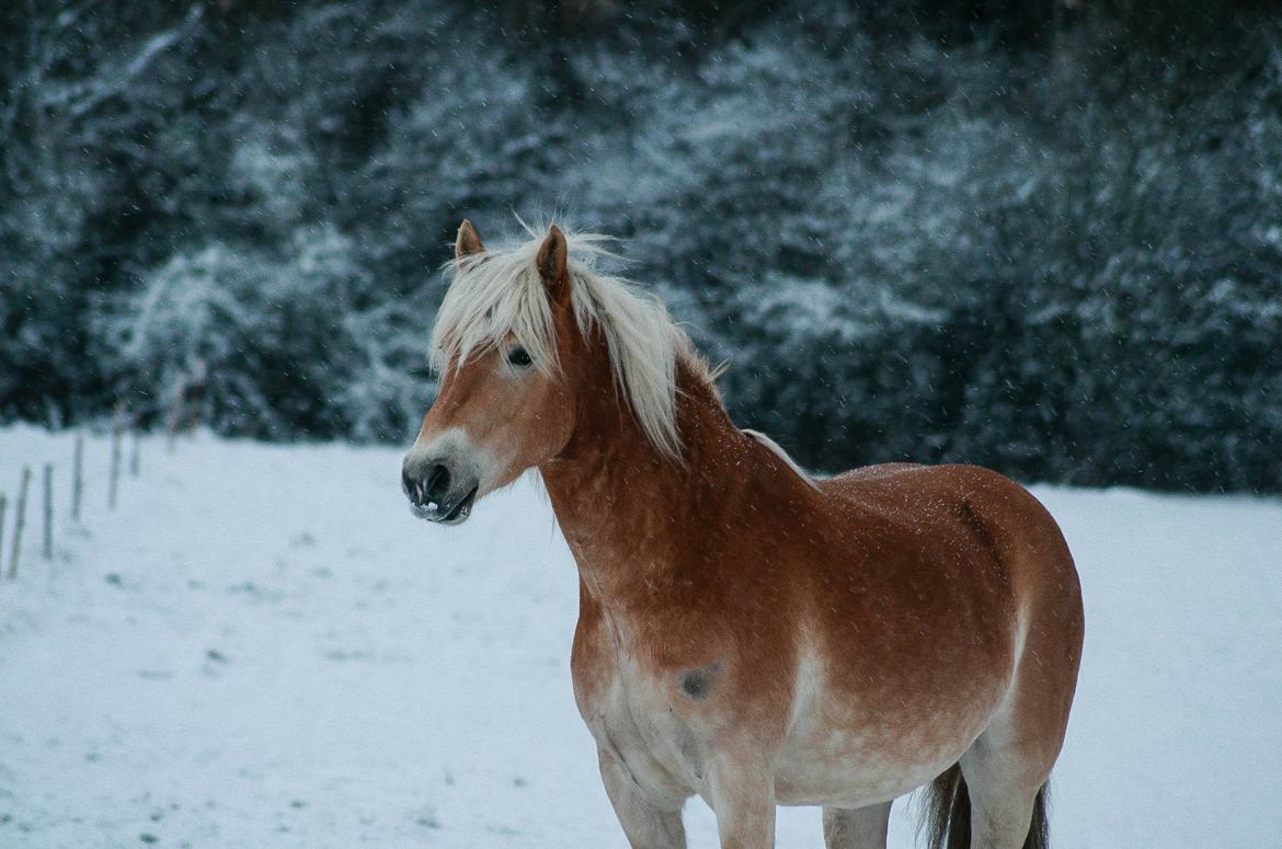 Tyroler Haflinger Waikato billede 22