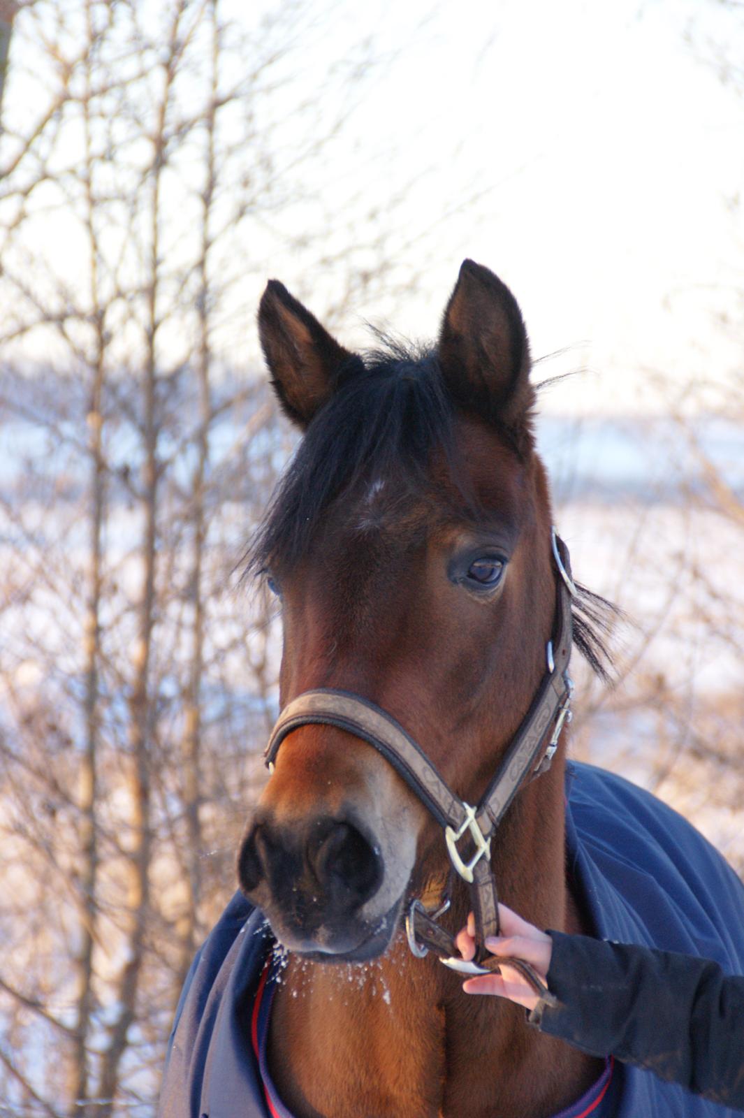 New Forest Vognmandgårdens Bernadotte billede 1