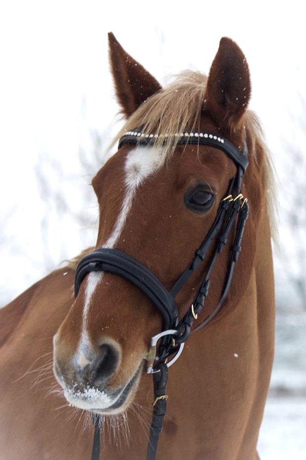 Appaloosa Sequoia van de lorkeershoeve <3 - januar 2016<3 billede 3