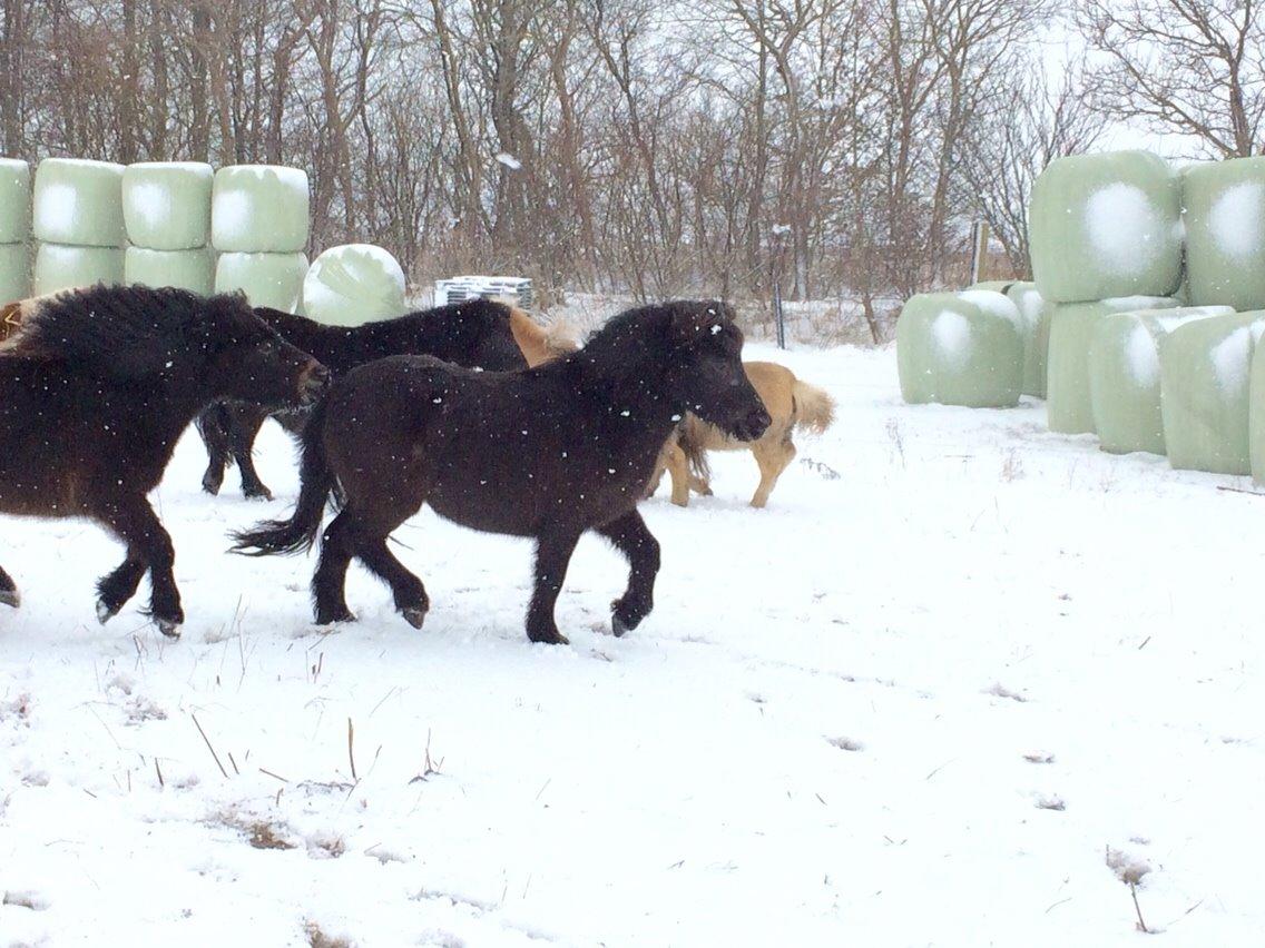 Shetlænder Sønderskovs fresia (tidl. hest) billede 16