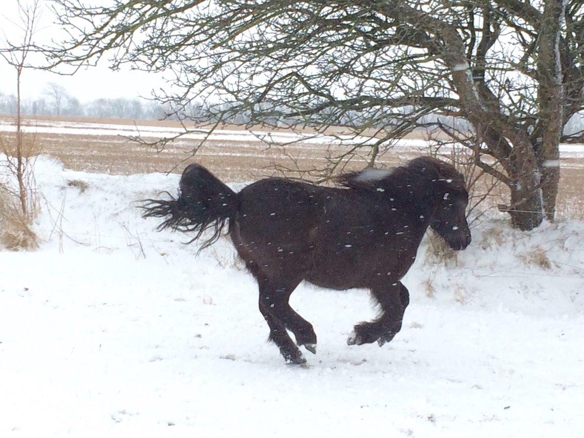 Shetlænder Sønderskovs fresia (tidl. hest) billede 17