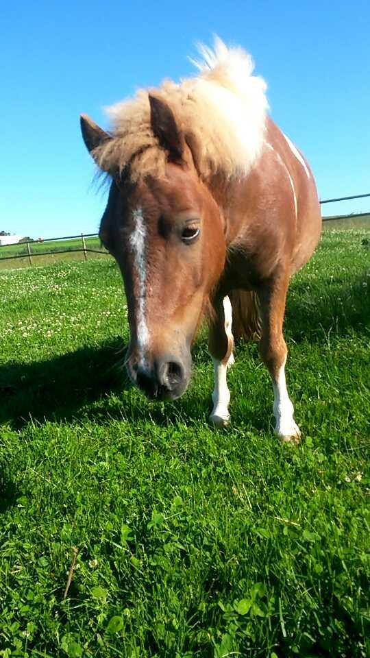 Shetlænder Mosbækmindes Felia billede 1